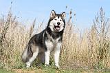 ALASKAN MALAMUTE 031